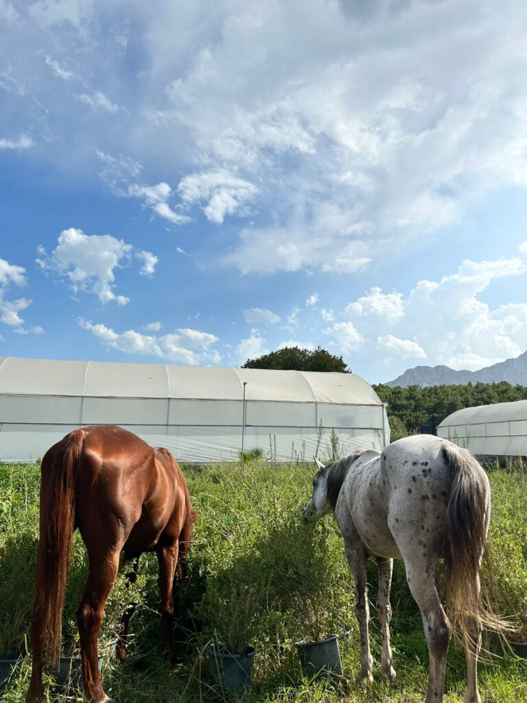 WhatsApp Image 2024-03-25 at 22.42.21